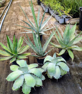 Agave MIX